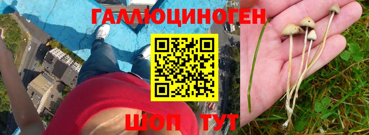 Галлюциногенные грибы прущие грибы  Вход с VPN  Псилоцибиновые грибы Psilocybine cubensis  Ессентуки 